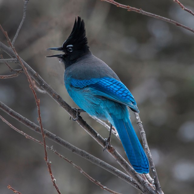 Steller's Jay perched on a branch in winter