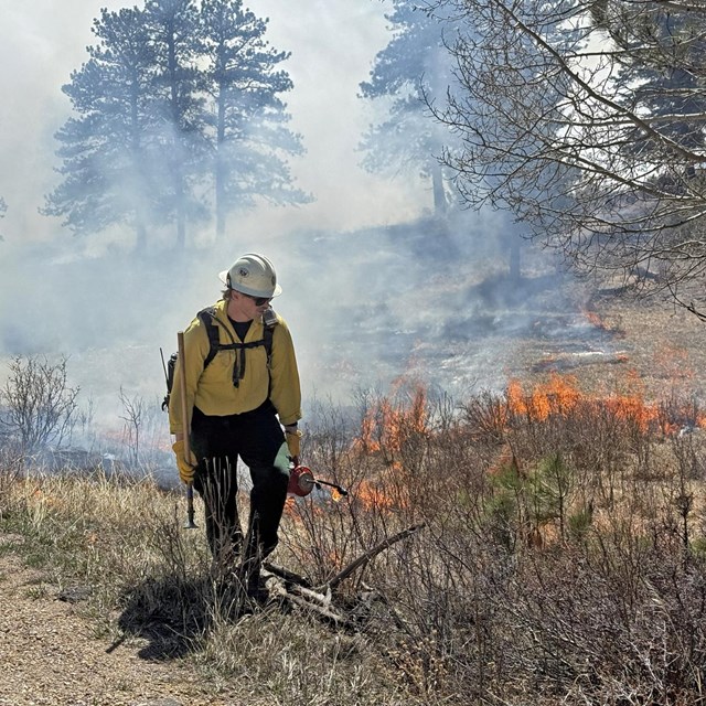 A firefighter is igniting shrubs and grasses during a prescribed burn