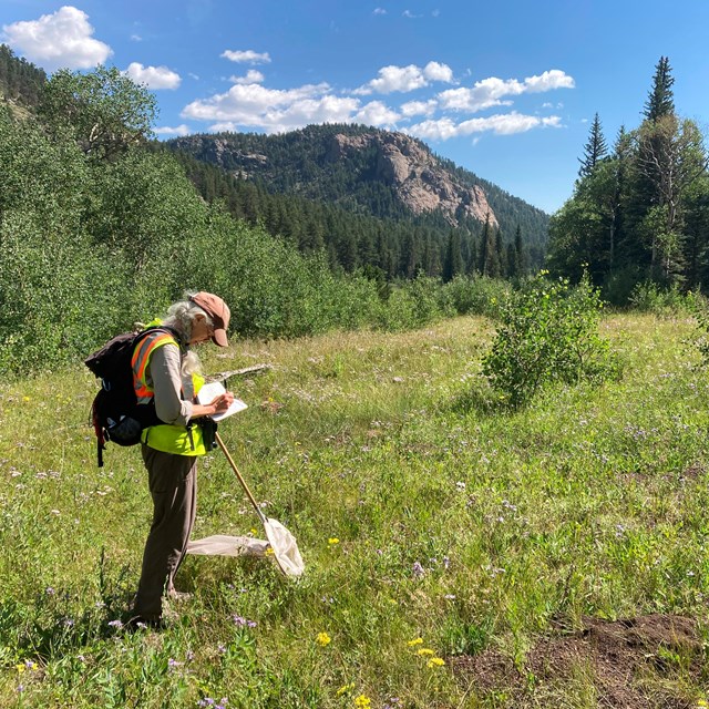 A park researcher is standing in a meadow, taking notes in a notebook on a summer day