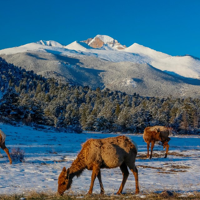 A herd of cow elk are in a snow-covered meadow, Longs Peak is in the background 