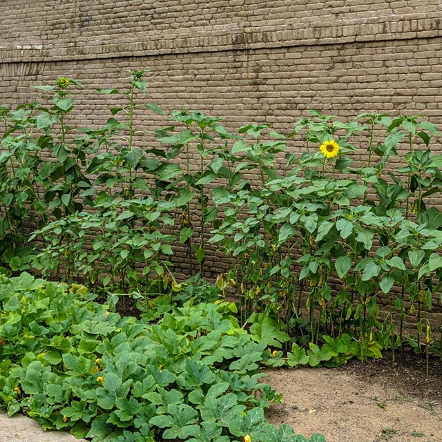 Side view of a full green garden with a few yellow sunflowers growing along a brick wall.