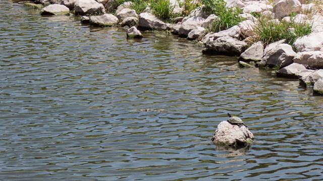 Turtle rests on a rock in the San Antonio River