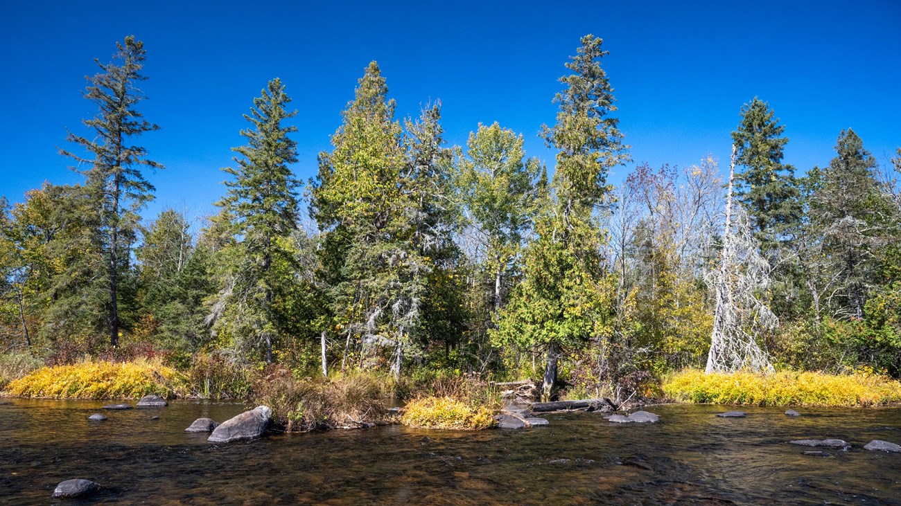 A picturesque scene of trees on a rocky riverbank under a clear blue sky.