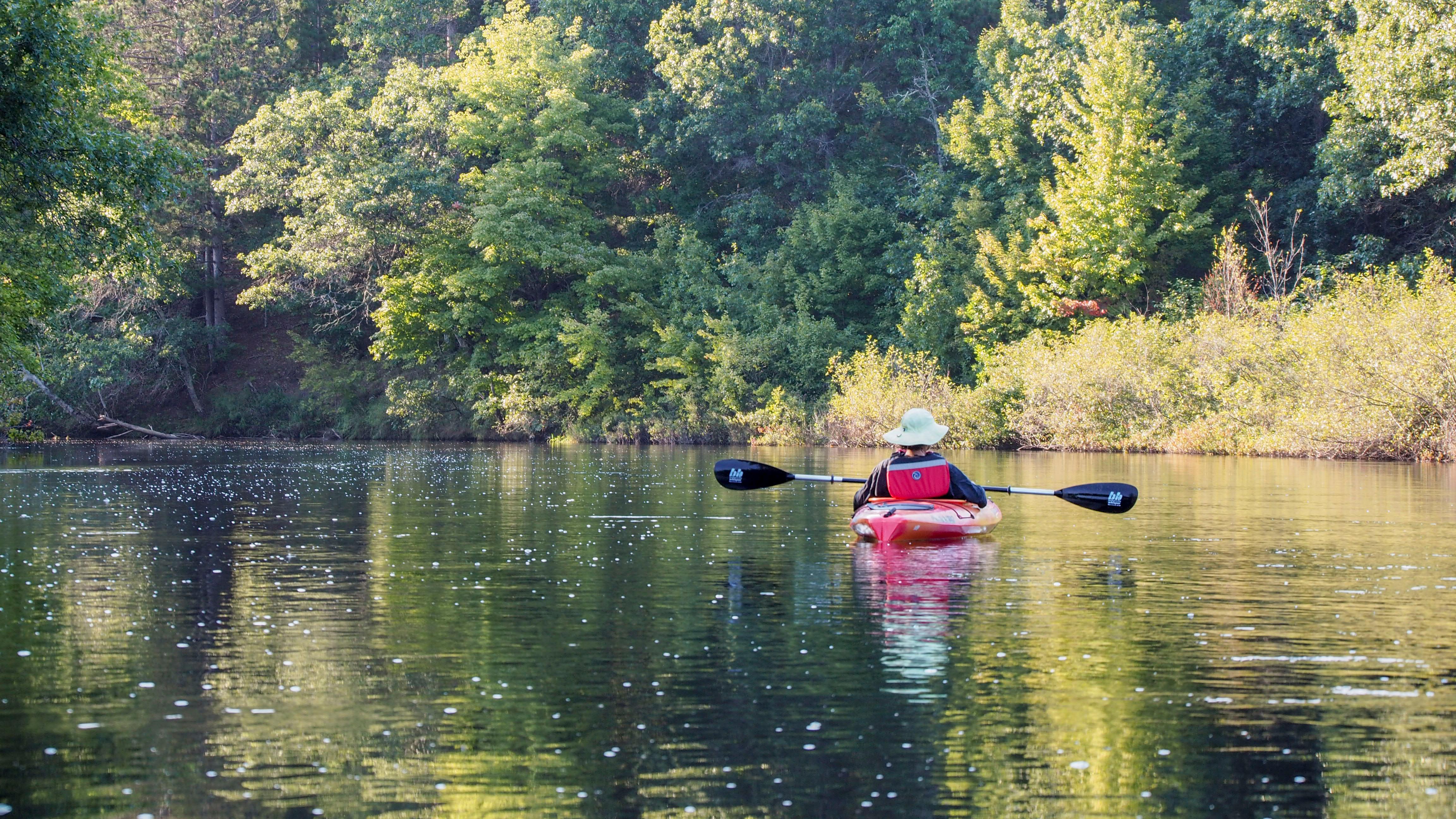 A kayaker floats past pines.