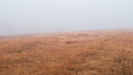 A foggy haze sits on a vast field of grass.