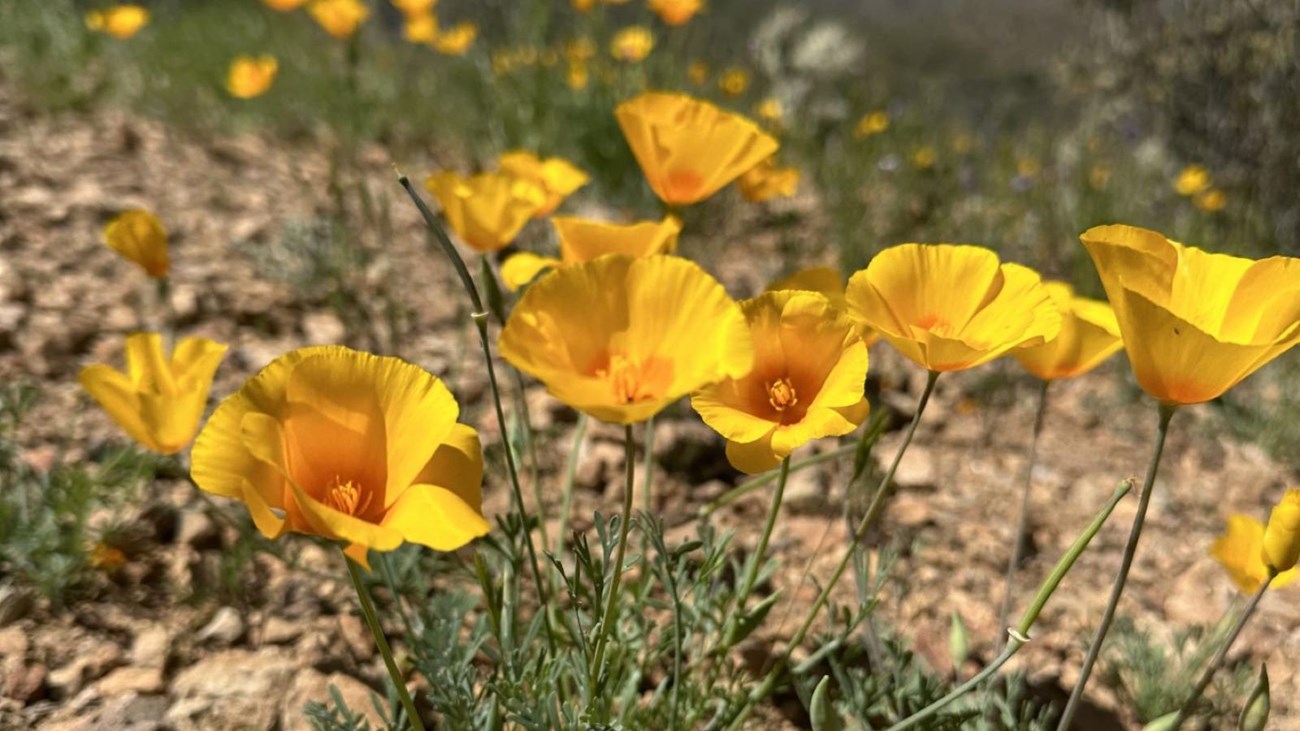 mexican gold poppies in the west district