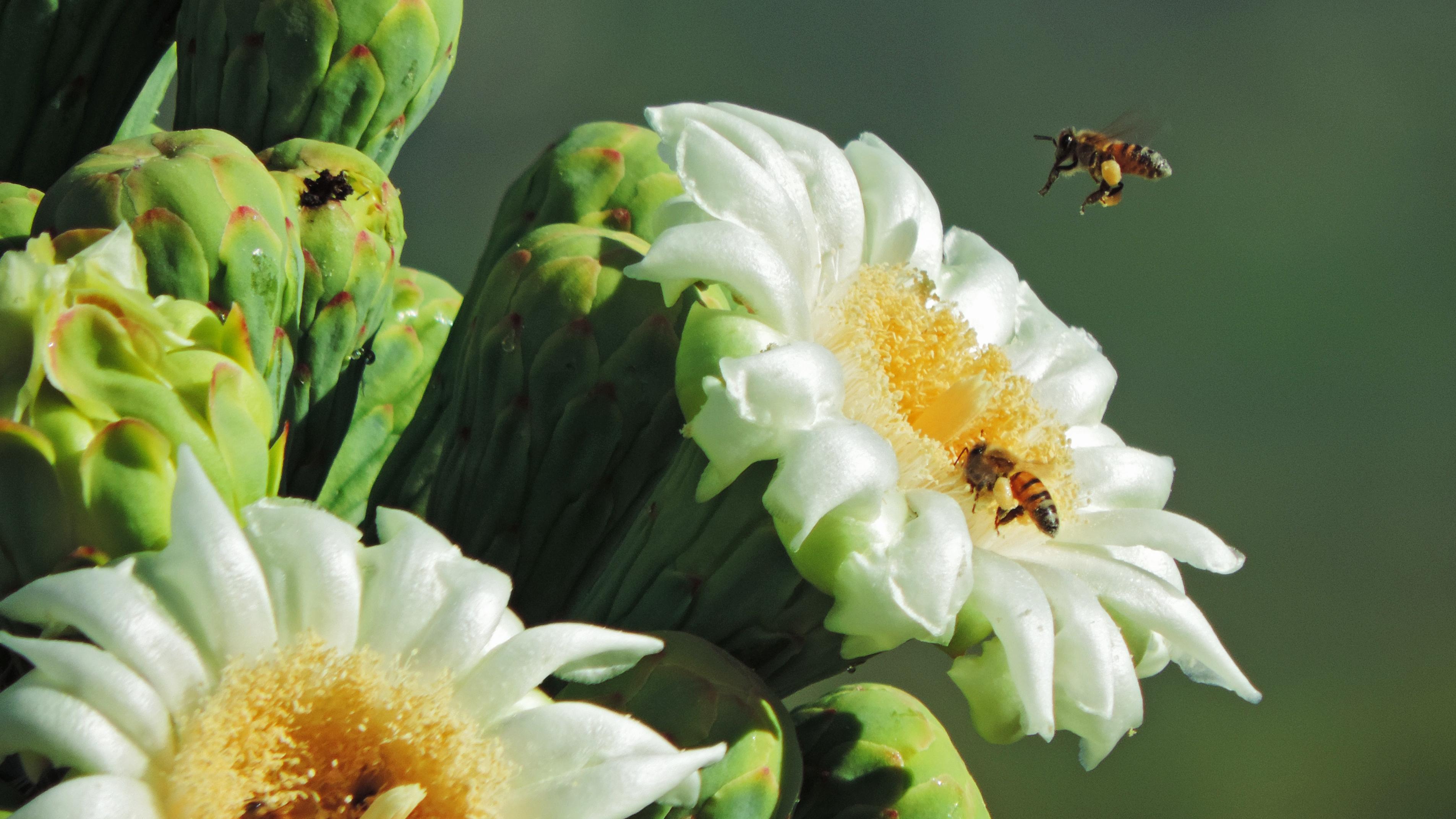 Saguaro Flower Power Project