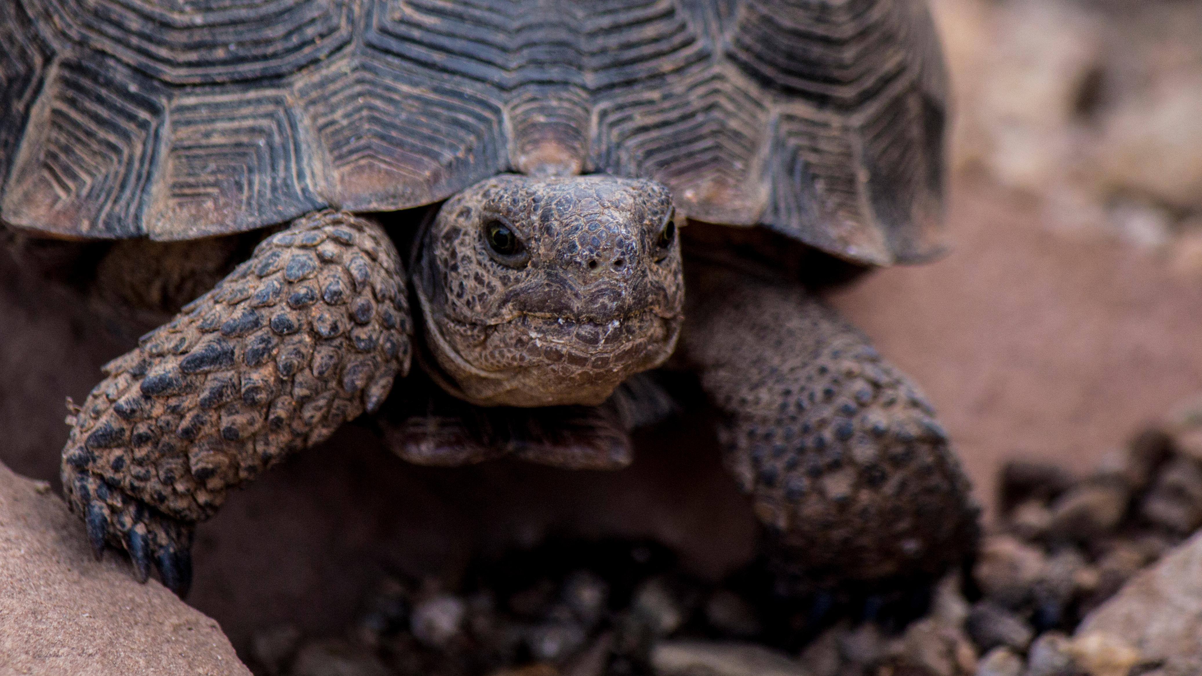 Desert tortoise