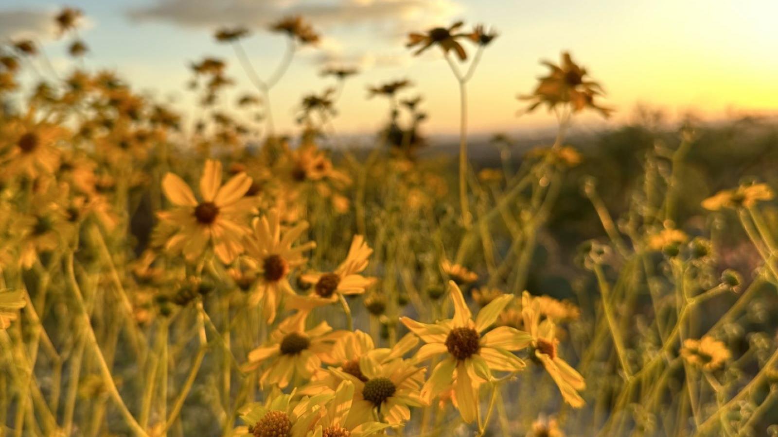 Closeup image of yellow flowers in bloom against a backdrop of a sunset with clouds.