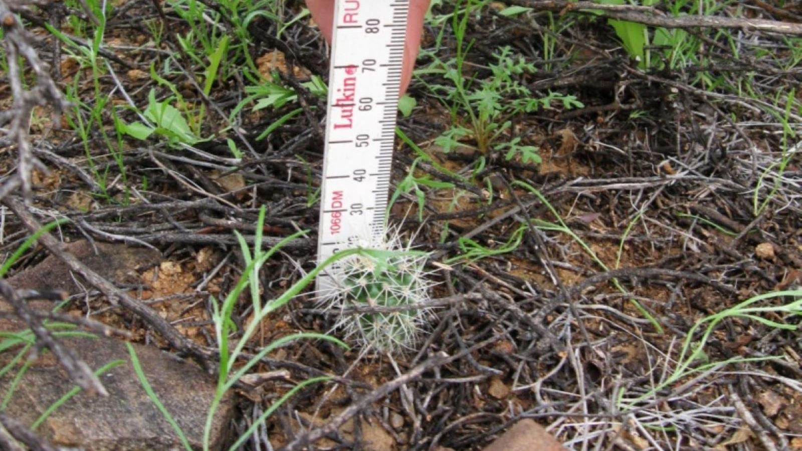 a young saguaro being measured for the saguaro census