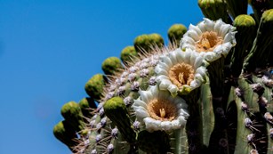 Image of saguaro flowers from the Saguaro Annual Park Pass