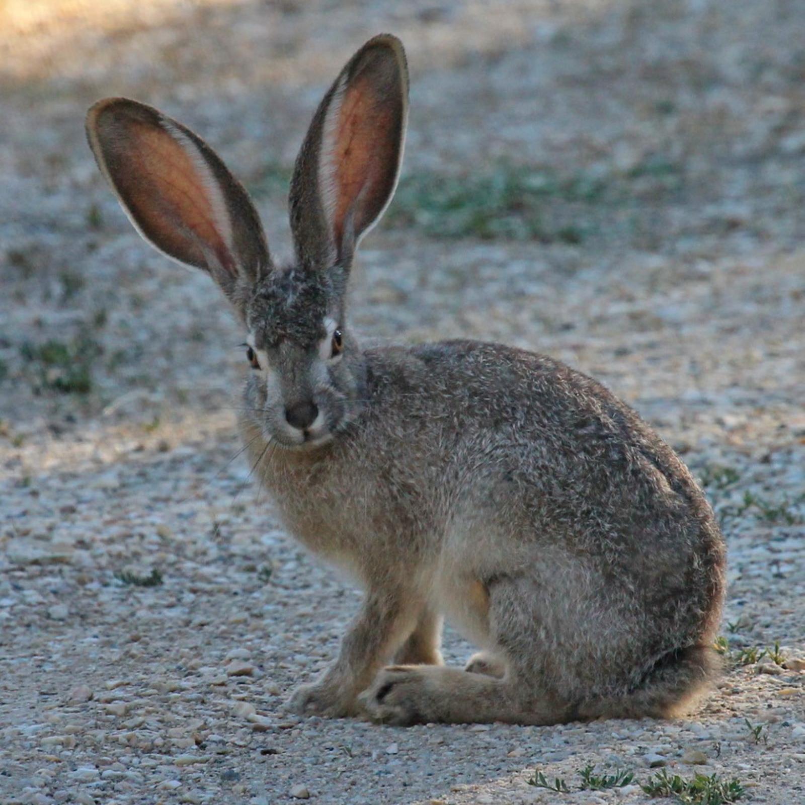 black-tailed jackrabbit