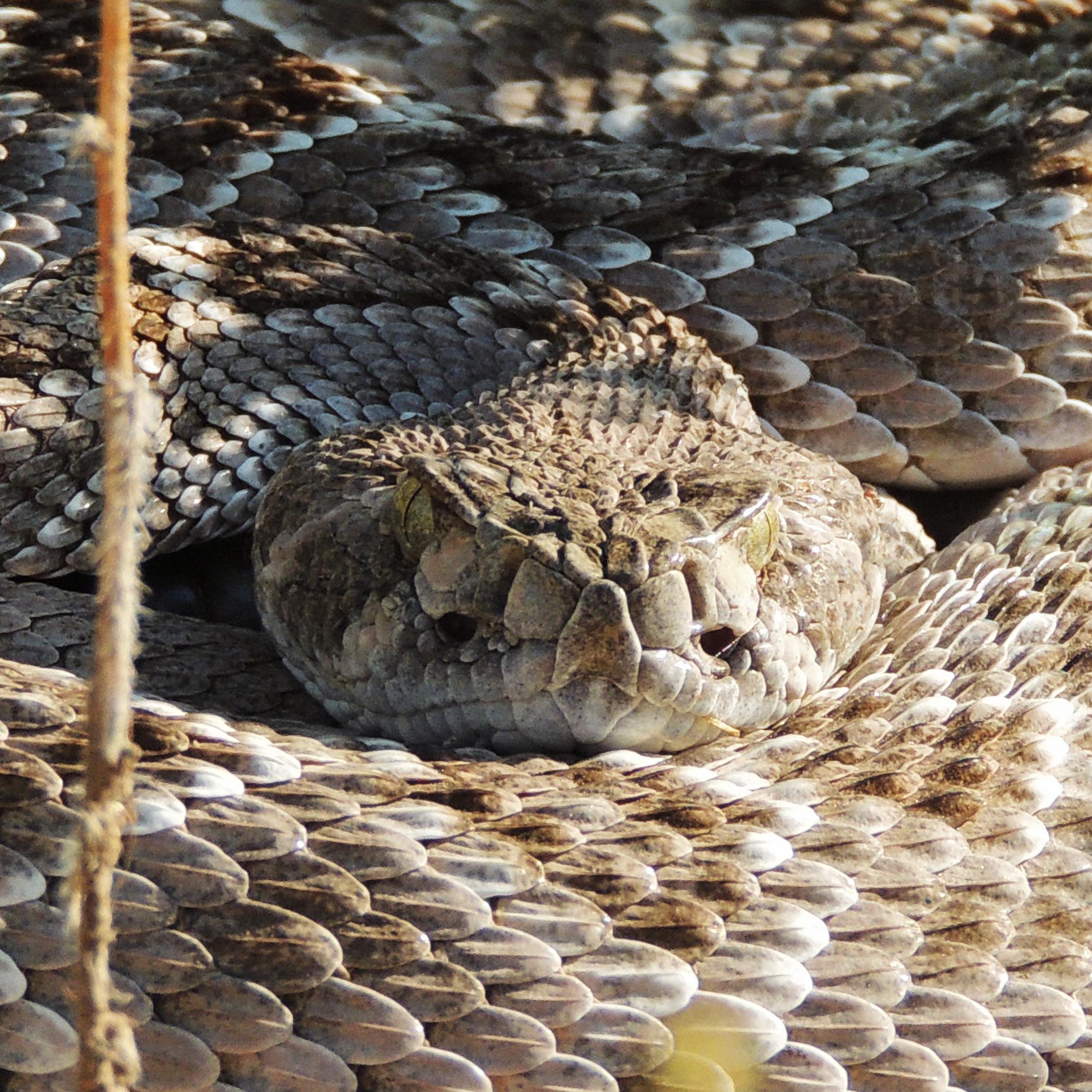 Image of a Western Diamondback Rattlesnake