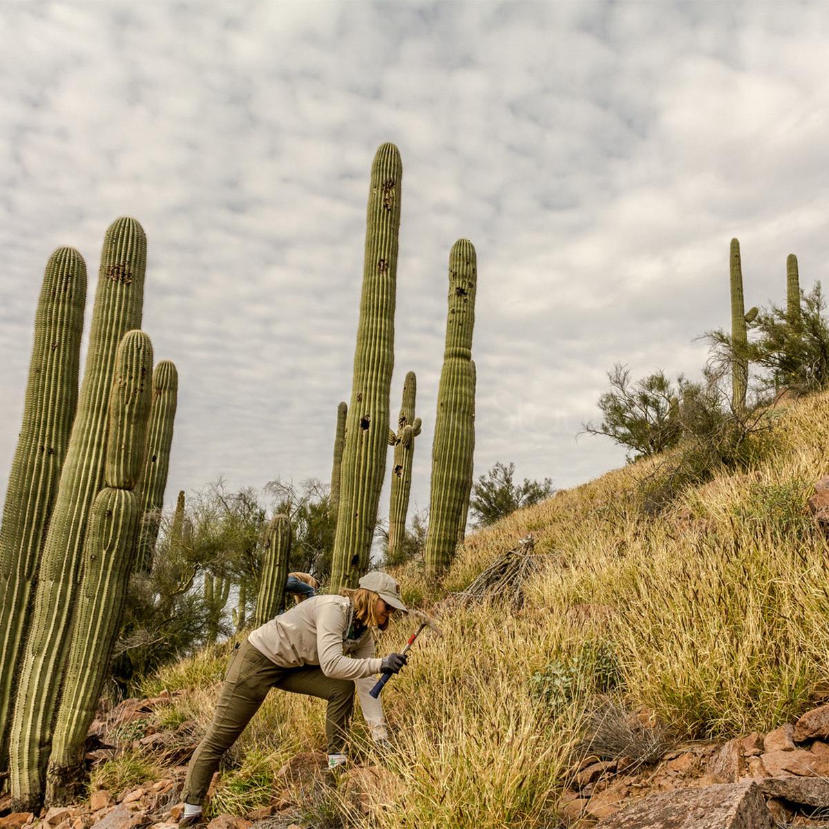 Adopt a part of the park to protect from invasive plants 