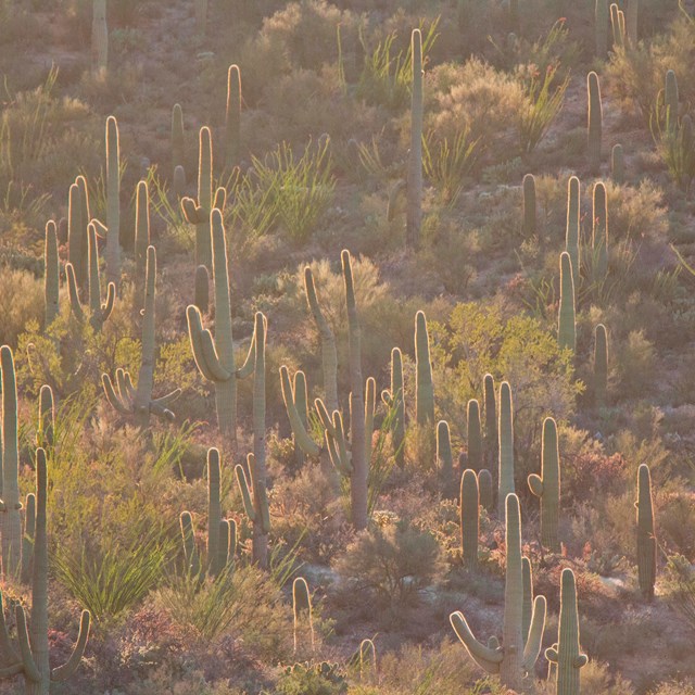 A hazy scene looks over a hillside full of tall Saguaro Cacti. The hillside takes up the entire view
