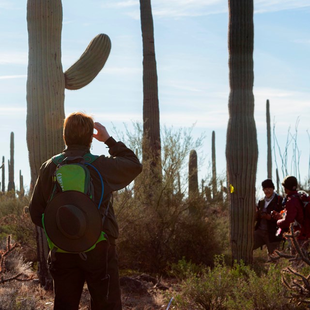 Two people stand facing away looking into a saguaro forest. Small shrubs line the ground around them