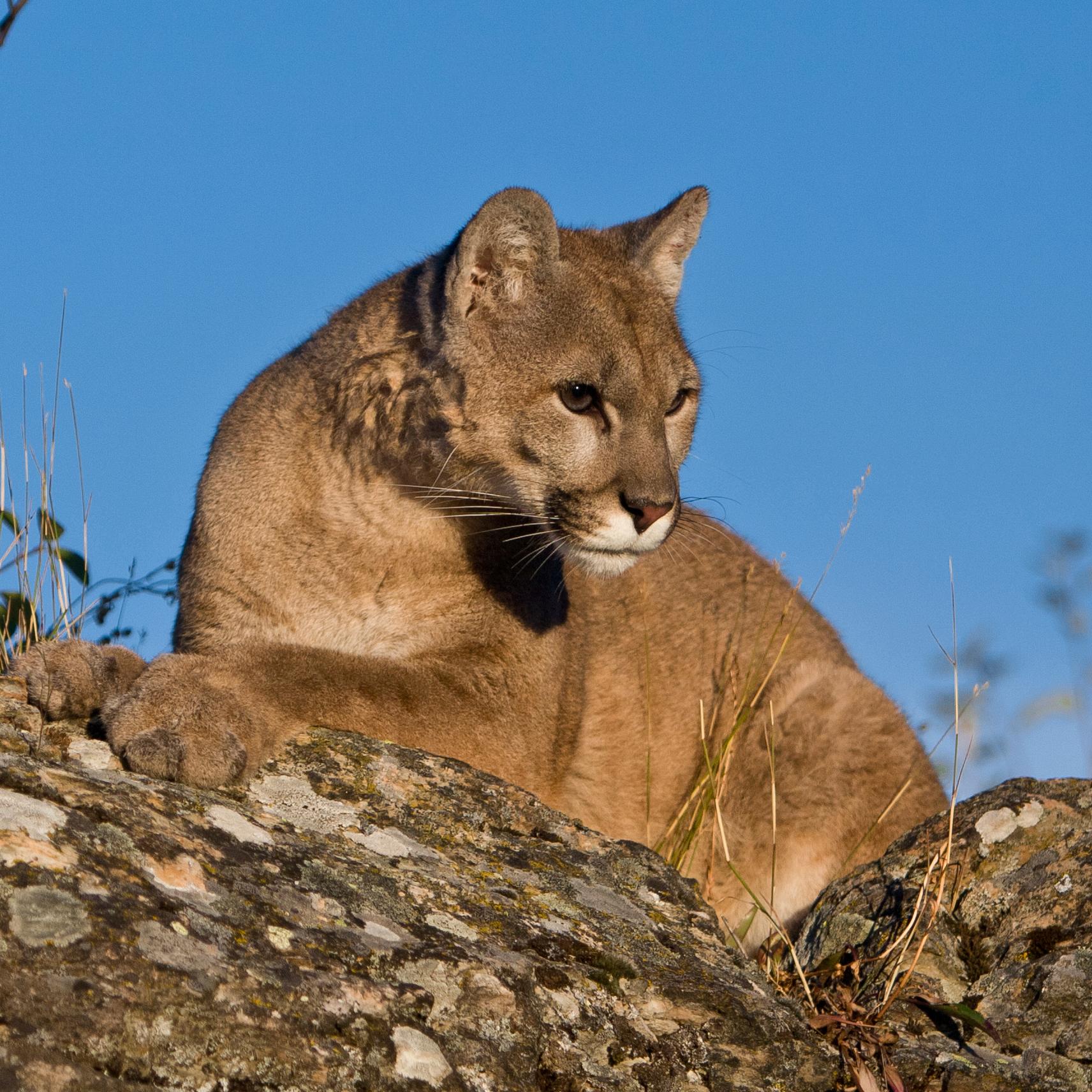 mountain lion