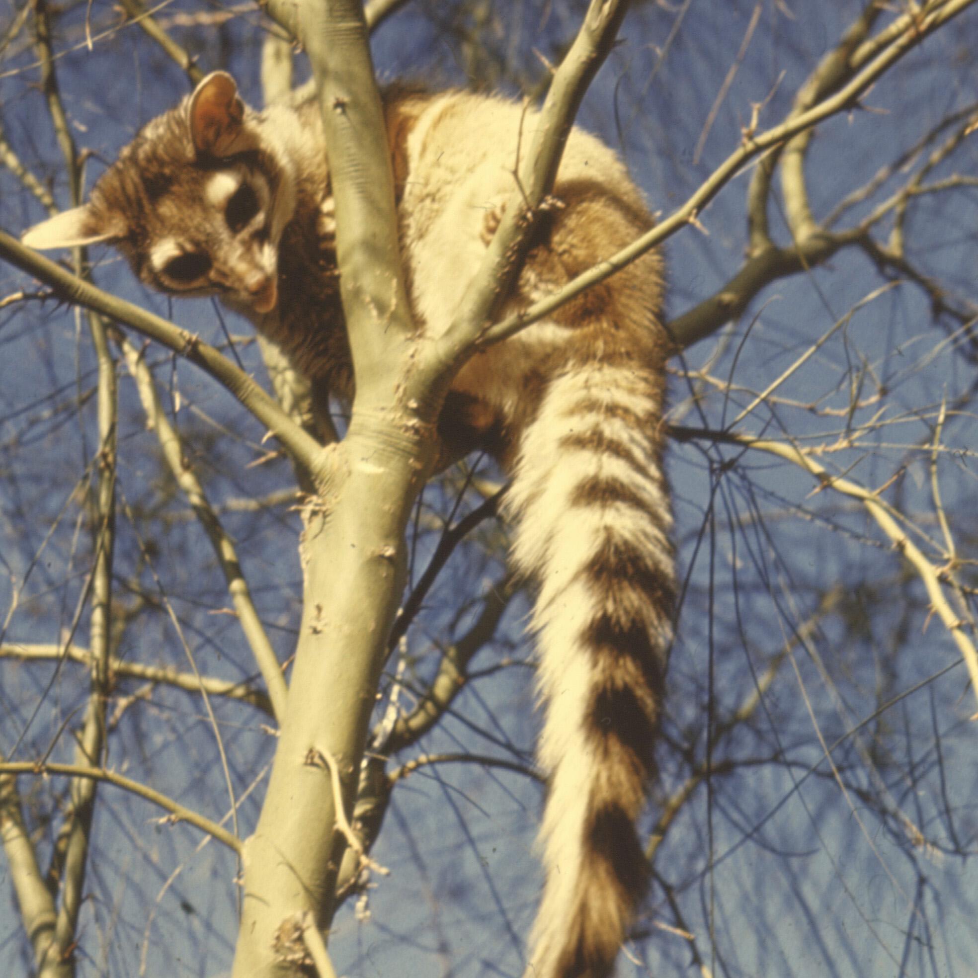 coatis, raccoons and ringtails