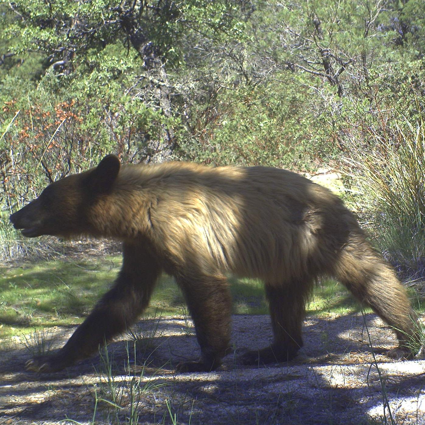 black bear