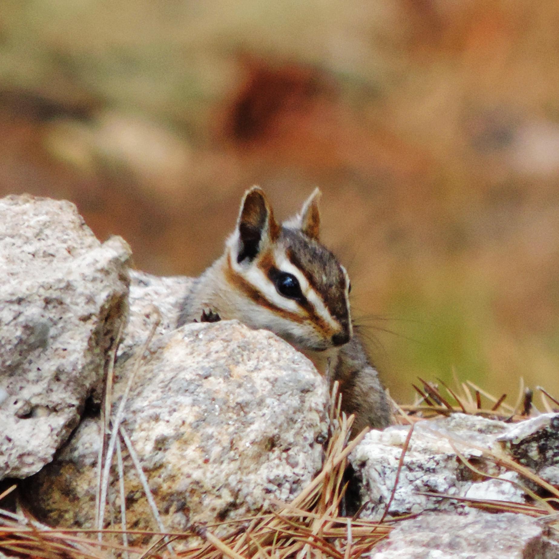 squirrels and chipmunks