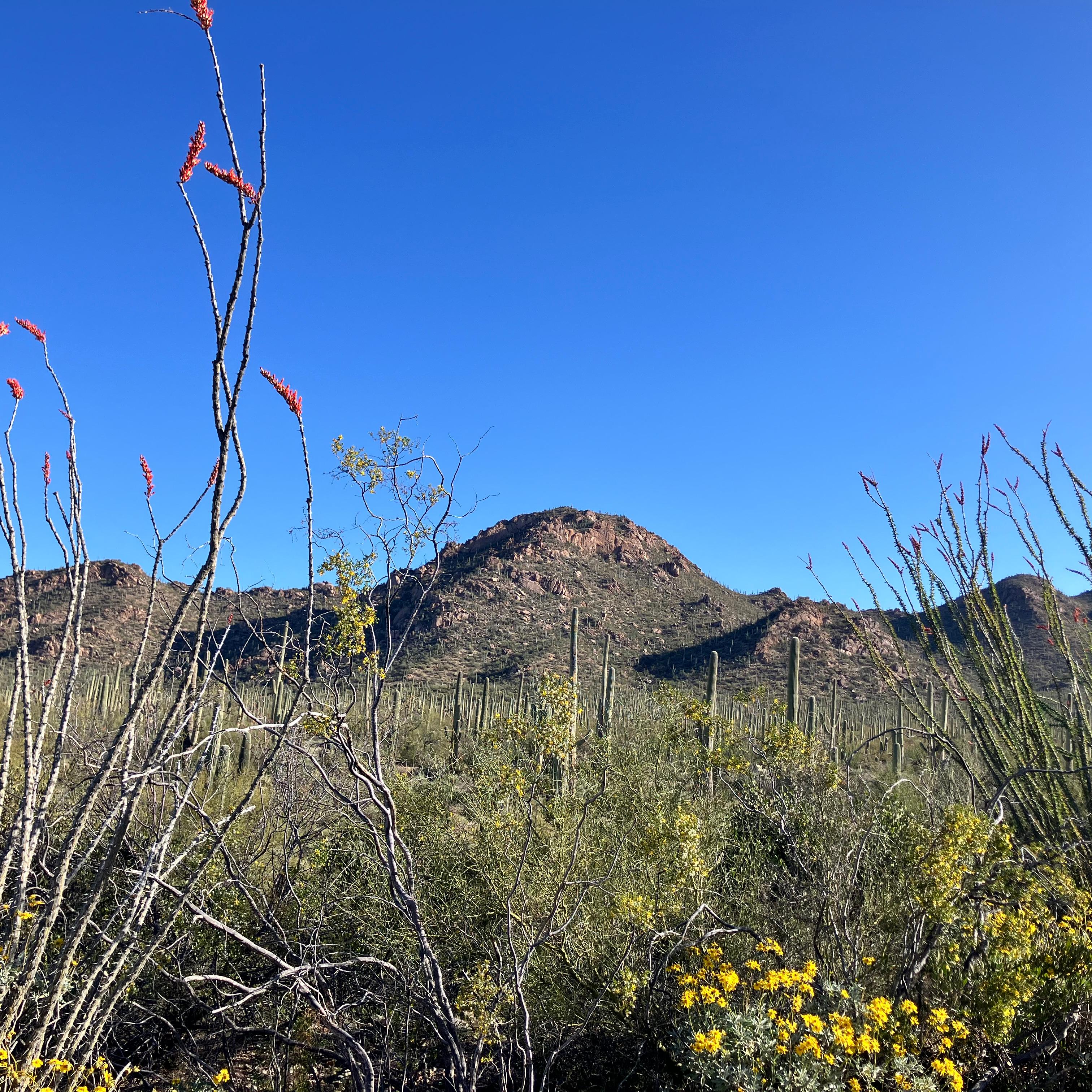 Low shot of dense Sonoran foliage. A tall Ocotillo on the left and yellow flowers on the right.
