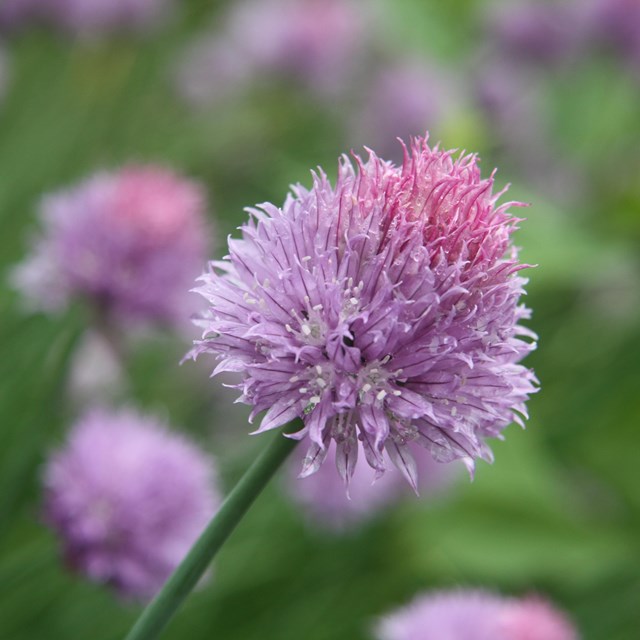 light purple cone-shaped flower with many others behind it