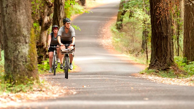 Two people riding bikes on a paved road surrounded by trees