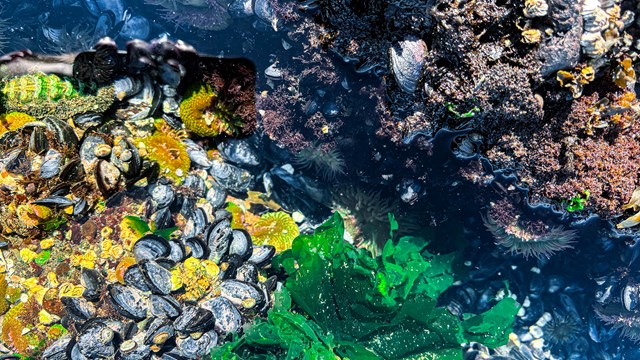 Rock and water with green seaweed, algae, barnacles, mussels, and anemones