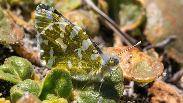 A white and green marbled butterfly