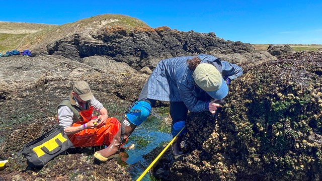 Researchers bend over to examine rocks in the intertidal zone.