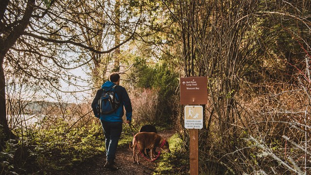 A hiker with his dogs on a hiking trail in the forest