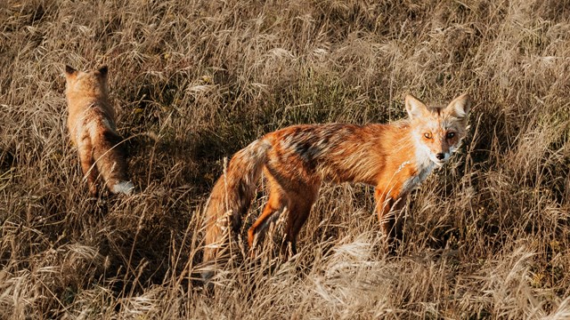 Two foxes walking through tall grass