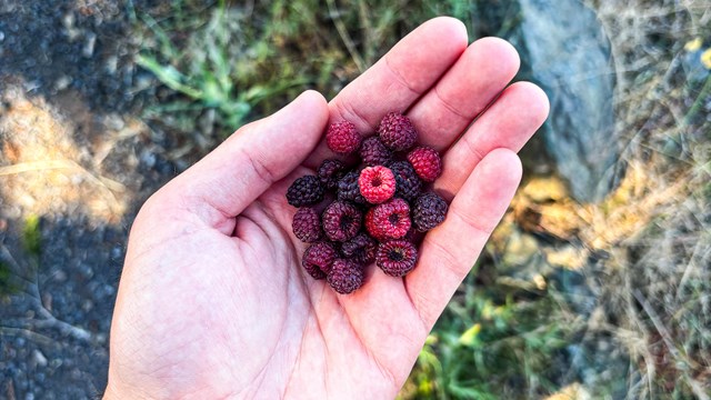 A hand holding freshly picked raspberries