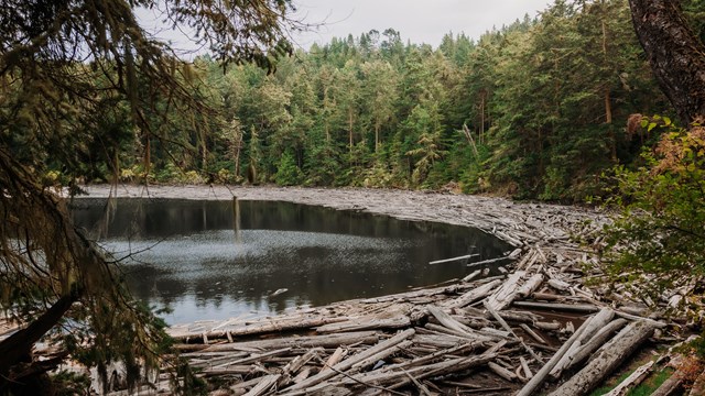 A lagoon surrounded by a forest