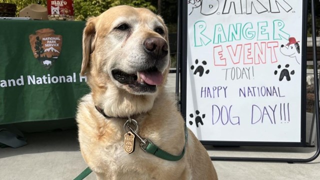 A dog sits at a BARK ranger event