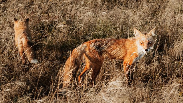 Two orange foxes in tall grass