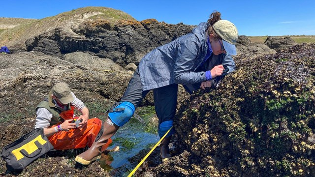 Scientists inspect rocky tidal areas