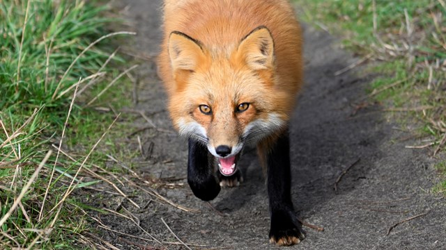 Fox walking along a path toward viewer