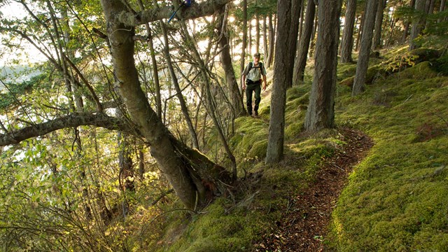 A hiker walking on a path through the woods