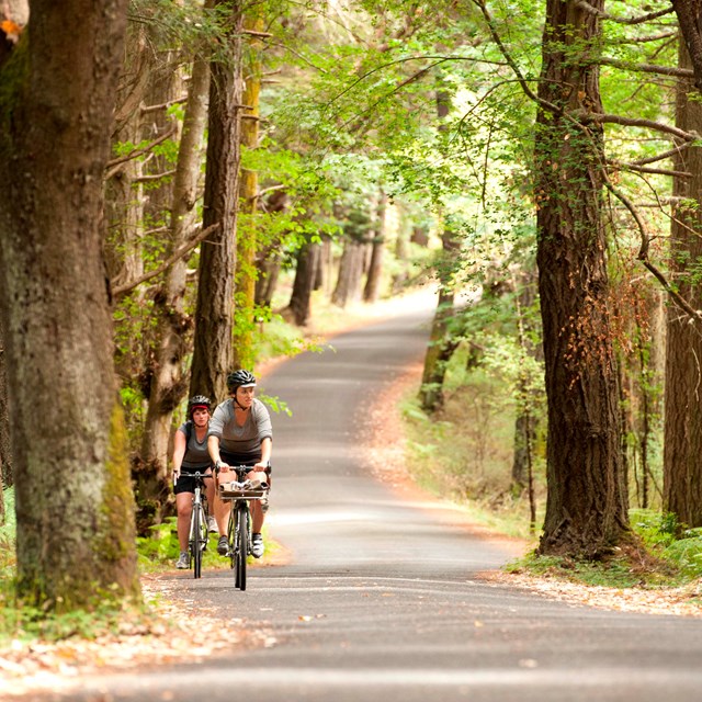 Two people riding bikes on a paved road surrounded by trees