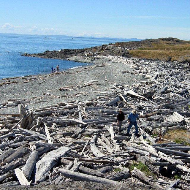 Gray sand beach with lots of large driftwood logs. A group of people are sitting on some of the logs