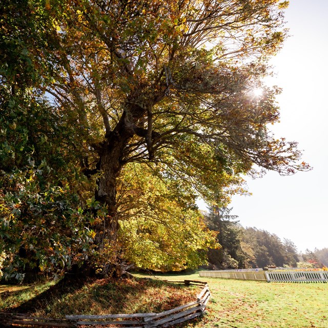 A big leaf maple tree