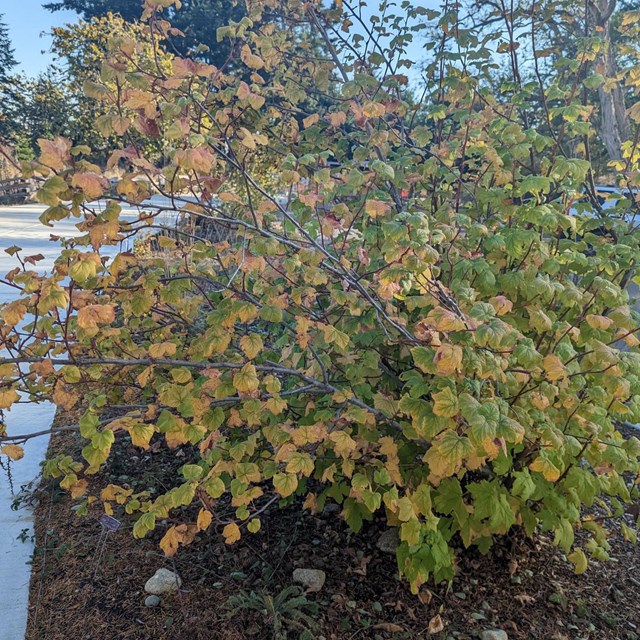 a small shrub with colorful leaves