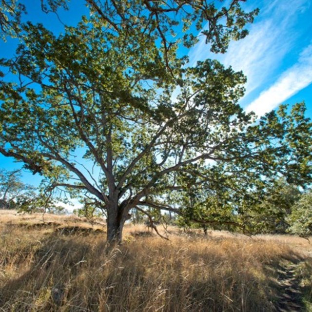 a tree on a grassy hillside