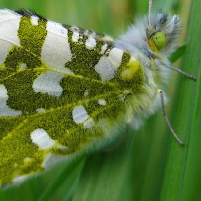 a white and green butterfly sits on a leaf