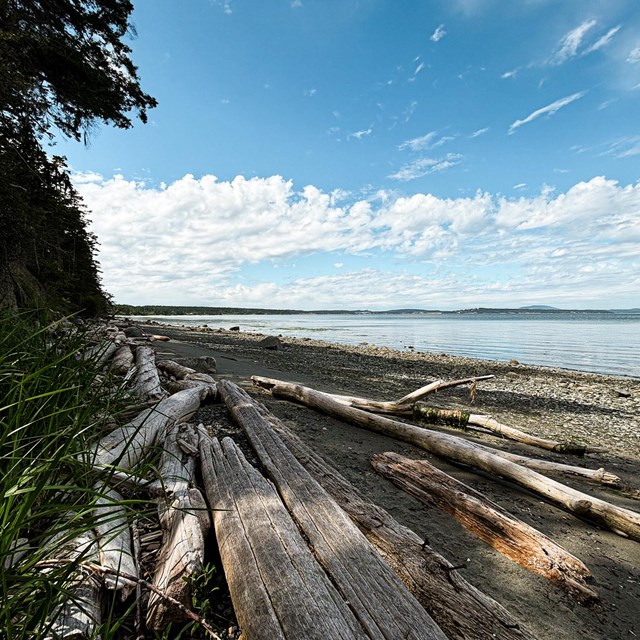 A rocky beach with driftwood and dune grass