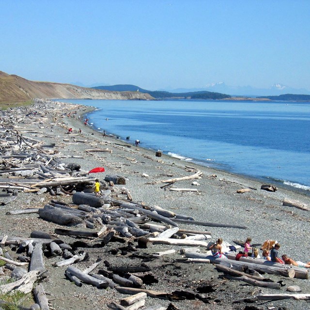 Groups of people walking on a sandy beach and laying in the sun. 