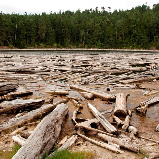 Photo of driftwood in a lagoon