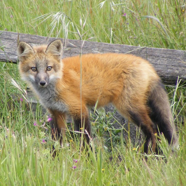 A fox kit stands near the road