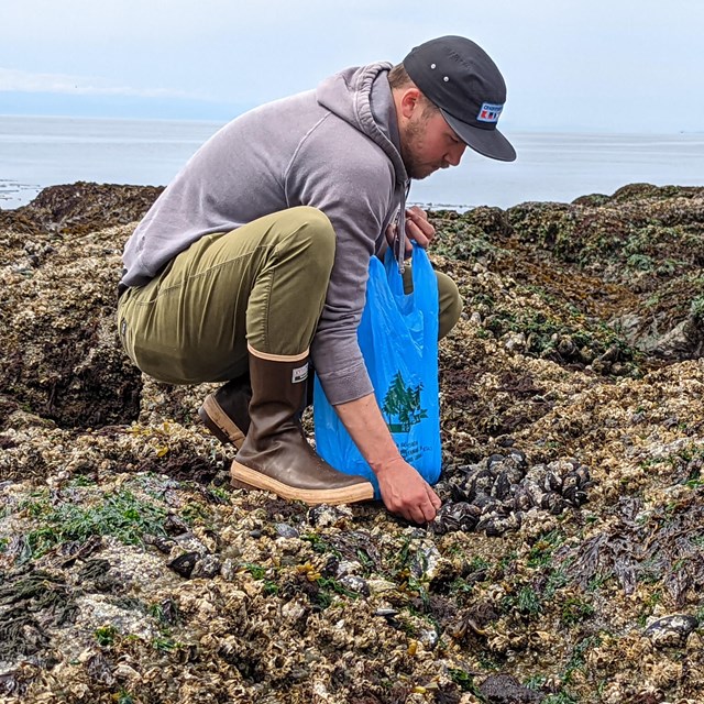 A man forages for mussels with a blue plastic bag and is wearing rainboots and a baseball hat